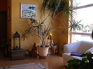 tamaris-insel-rab.jpg